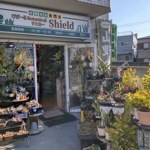 多肉植物,ウラボシ科,ビカクシダ属,食中植物,塊根の画像