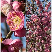 ウメ,ロウバイ,枝垂れ梅,地植え,スマホ撮影の画像