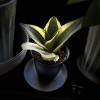 サンスベリアの画像