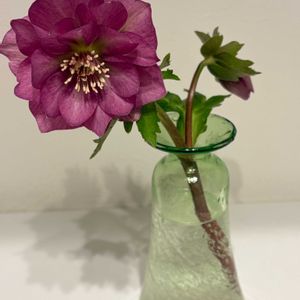 クリスマスローズ,一輪挿し,成長記録,花のある暮らし,可愛いお花の画像