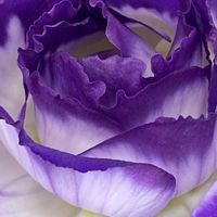 トルコキキョウ,iphone11の画像