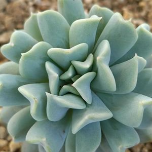 ウメ,多肉植物,ベランダガーデン,癒し,今日のお花の画像