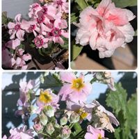 ルピナス,シクラメン ジックス,アネモネ（極み）,古都さくら 檸檬,シクラメン イリュージアの画像