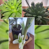 クーペリー,クーペリー,ハオルチア属,白い花,小さい花の画像