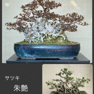 盆栽,植え替え,サツキ盆栽の画像