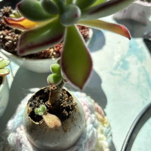 ハムシ－,ハムシ－,葉挿し,その他部屋の画像