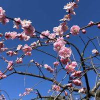 しだれ梅,庭の画像