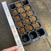 マツ,盆栽,初心者,種から,超初心者の画像