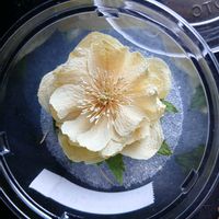 クリスマスローズ,クリスマスローズ　イエローゴールドフラッシュ,ドライフラワーの画像