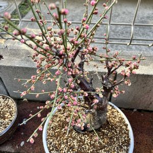ウメ,梅  思いのまま,盆栽,今日のお花の画像