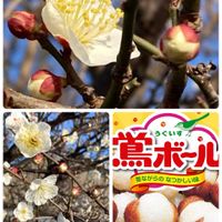 ウメ,水菜,ほうれん草,梅の蕾,うめの画像