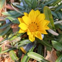 ガザニア,ガザニア,散歩の写真の画像