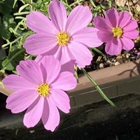 コスモス,バーベナ,ヒカンザクラ,ビジョザクラ,調和の画像