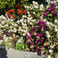 センニチコウの画像