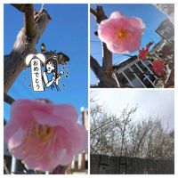 スイートピー,紅梅,今日のお花,GSの繋がりに感謝♡,詐欺に注意の画像