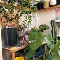 ソテツキリン,ベンジャミン・バロック,縮玉,多肉植物,カラテア属の画像