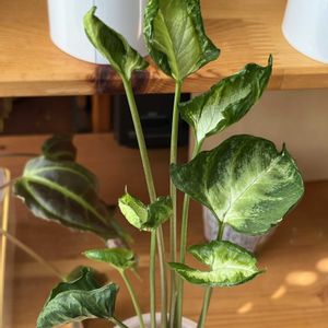 シンゴニウム,シンゴニウム,サトイモ科,観葉植物,ハイドロカルチャーの画像