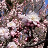 ウメ,薄色縮緬,植栽,バラ科,神代植物公園の画像