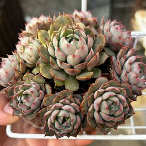 ピンクステラ,多肉植物,癒し,紅葉多肉,多肉群生の画像