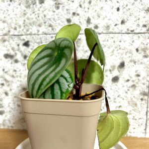 スイカぺぺ,観葉植物,挿し木の画像