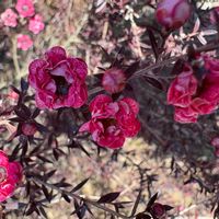 ギョリュウバイの画像