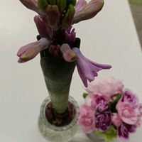 カーネーション,トルコキキョウ,トルコキキョウ,ヒヤシンス,ヒヤシンスの画像