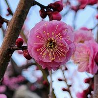 ウメ,ロウバイ,二ホンスイセン,花のある暮らし,母の庭の画像