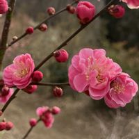 アブチロン,ウメ,シクラメン,パンジー・ビオラ,プリムラの画像