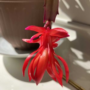 シャコバサボテン,デンマークカクタス ダークマリー,リビング,花のある暮らし,チーム冬のヒナタの画像