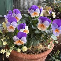 ネメシア,レウィシア,ビオラ,プリムラ　ジュリアン,花のある暮らしの画像