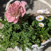デージー,リシマキア,寄せ植え,アネモネ ももの画像