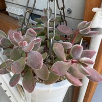 ロゲルシー,♡ロゲルシー,クラッスラの画像