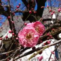 梅(うめ),鉢植え,ガーデニング,樹木,散策の画像