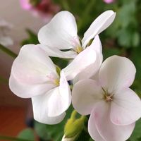 ゼラニウム,桃色組♪,玄関内側の画像