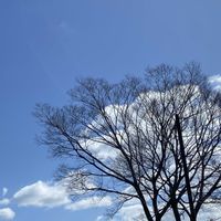 水仙,銀木犀,山茶花(さざんか）,散歩,可愛らしい花♡の画像