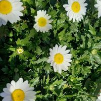 ノースポール,葉牡丹,花のある暮らし,こぼれ種のビオラ,お花に癒されて❤️の画像