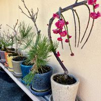 ウメ,フジ,マツ,イチョウ,枝垂れ梅の画像