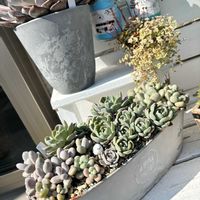 オパリナ,アップル美人,七福美尼（しちふくびに）,寄せ植え,多肉寄せ植えの画像