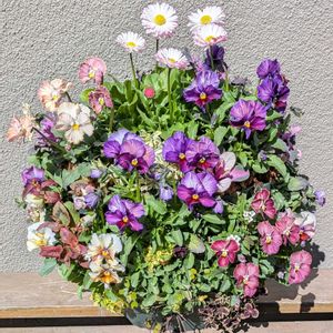 種から,ハンギングバスケット,ビオラ・パンジーの画像