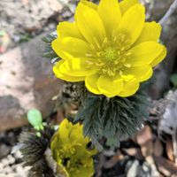 オキナグサ,フクジュソウ,山野草,季節を楽しむ,スプリングエフェメラルの画像