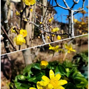 ナス,ヒメリュウキンカ,ミニトマト,ロウバイ,ピーマンの画像