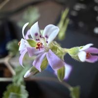 ペラルゴニウム,ペラルゴニウム・ナナム,秋植え球根,山野草,原種の画像