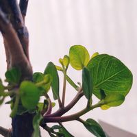 ユーカリ ポポラス,ユーカリポポラス,かわいい,鉢植え,大好きの画像