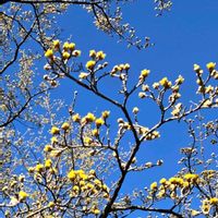 オウバイ,サンシュユ,ディルの画像