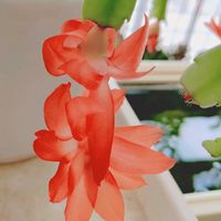 シャコバサボテン,ベランダの画像