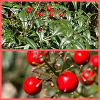 ナンテンの画像