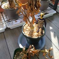 アデニウム,パキポディウム・エブレネウム,恵比寿笑い,パキポディウム属の画像