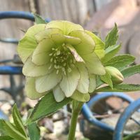 クリスマスローズ,古道具,緑のある暮らし,ナチュラルスタイル,繋がりに感謝✨の画像