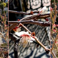 しだれ梅,ミニ水仙  ティタティタ,ガーデニング,花のある暮らし,今日のお花の画像