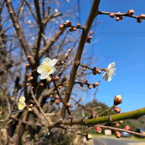梅の花,NO GREEN  NO LIFE,今日のお花,見てくれてありがとう♡,GSの皆さまに感謝♡の画像
